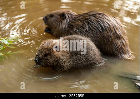 Europäischer Biber (Castor fiber) mit Jungbiber, Rosenheim, Bayern, Deutschland Stockfoto