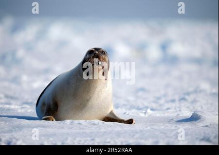 Seehunde (Pagophilus groenlandicus), weiblich, Golf von St. Lawrence, Magdalen-Inseln, Quebec, Kanada, arktisch, pack Eis Stockfoto