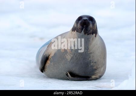 Seehunde (Pagophilus groenlandicus), weiblich, Golf von St. Lawrence, Magdalen-Inseln, Quebec, Kanada, arktisch, pack Eis Stockfoto