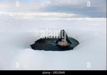 Seehunde (Pagophilus groenlandicus), weiblich am Atemloch, Golf von St. Lawrence, Magdalen-Inseln, Quebec, Kanada, arktisch, pack Eis Stockfoto