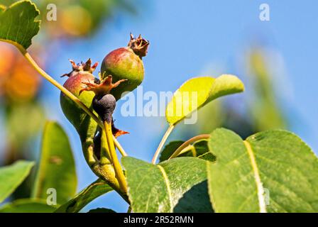 Die grüne Krankheit der Birnenfrüchte. Schädlinge und Krankheiten von Obstbäumen Stockfoto