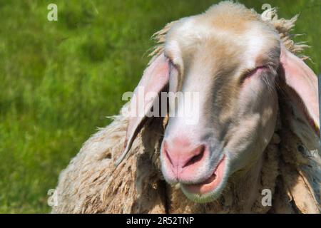 Müde Schafe in der Sonne, die es im Frühling auf dem Deich zu genießen scheint Stockfoto