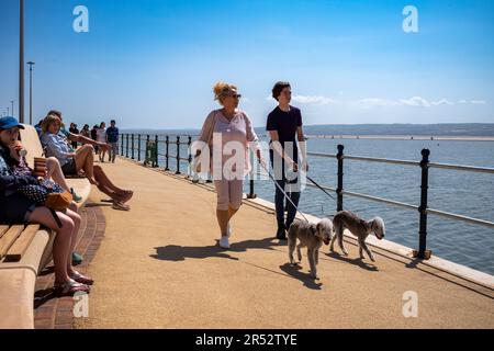 West Kirby Beach, The Wirral, Merseyside, Großbritannien. Zwei Personen gehen mit Bedlington Terrier Hunden entlang der Promenade Stockfoto