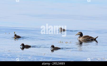 Eider Ente Somateria Mollissima weiblich schwimmend mit Huhn Stockfoto