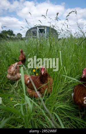 Die Ducks Hill Farm ist eine Eierfarm in Northwood in der Nähe von London, die ihre Eier an einem Verkaufsautomaten verkauft. Stockfoto