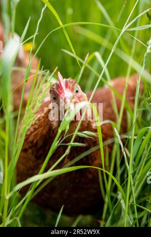 Die Ducks Hill Farm ist eine Eierfarm in Northwood in der Nähe von London, die ihre Eier an einem Verkaufsautomaten verkauft. Stockfoto