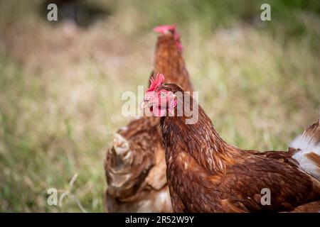 Die Ducks Hill Farm ist eine Eierfarm in Northwood in der Nähe von London, die ihre Eier an einem Verkaufsautomaten verkauft. Stockfoto