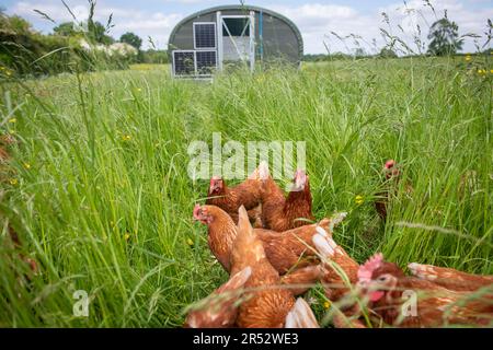 Die Ducks Hill Farm ist eine Eierfarm in Northwood in der Nähe von London, die ihre Eier an einem Verkaufsautomaten verkauft. Die mobilen Schuppen sind solarbetrieben. Stockfoto