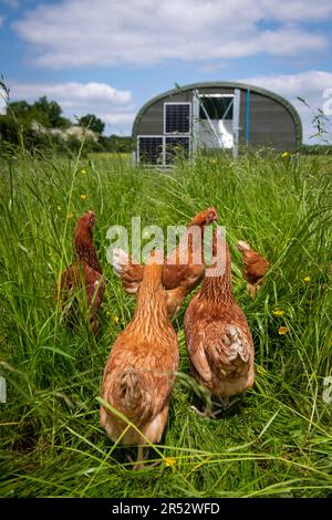 Die Ducks Hill Farm ist eine Eierfarm in Northwood in der Nähe von London, die ihre Eier an einem Verkaufsautomaten verkauft. Die mobilen Schuppen sind solarbetrieben. Stockfoto