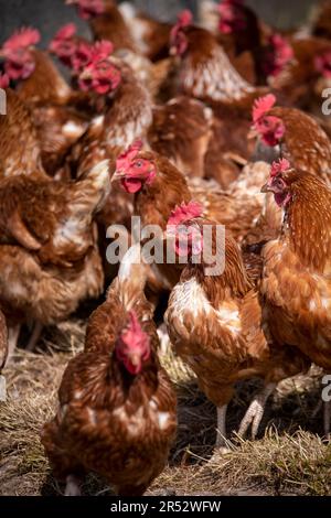 Die Ducks Hill Farm ist eine Eierfarm in Northwood in der Nähe von London, die ihre Eier an einem Verkaufsautomaten verkauft. Stockfoto