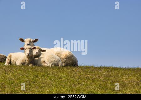 Wer kommt? Schafe mit zwei Lämmern auf dem Deich, alle Tiere sehen den Besucher mit Interesse an, aber keine Panik Stockfoto