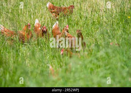 Die Ducks Hill Farm ist eine Eierfarm in Northwood in der Nähe von London, die ihre Eier an einem Verkaufsautomaten verkauft. Stockfoto