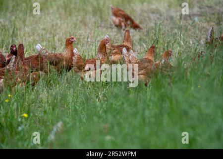 Die Ducks Hill Farm ist eine Eierfarm in Northwood in der Nähe von London, die ihre Eier an einem Verkaufsautomaten verkauft. Stockfoto