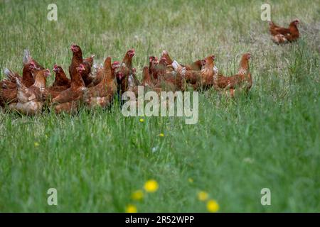 Die Ducks Hill Farm ist eine Eierfarm in Northwood in der Nähe von London, die ihre Eier an einem Verkaufsautomaten verkauft. Stockfoto