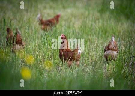 Die Ducks Hill Farm ist eine Eierfarm in Northwood in der Nähe von London, die ihre Eier an einem Verkaufsautomaten verkauft. Stockfoto