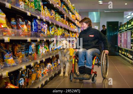 Rollstuhlfahrer und Golden Retriever, behinderter Begleithund, Assistenzhund, Belgien Stockfoto