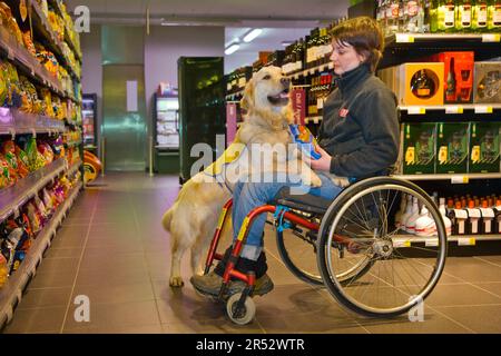 Rollstuhlfahrer und Golden Retriever, behinderter Begleithund, Assistenzhund, Belgien Stockfoto