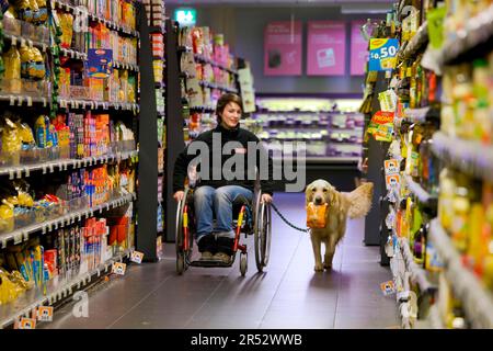 Rollstuhlfahrer und Golden Retriever, behinderter Begleithund, Assistenzhund, Belgien Stockfoto