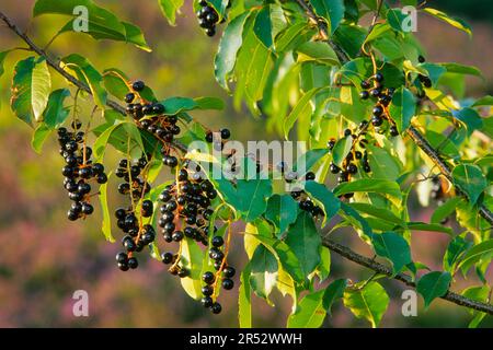 Amerikanische Weinkirsche, spätblühende Weinkirsche, spätweinende Kirsche (Prunus serotina), Herbstkirsche Stockfoto