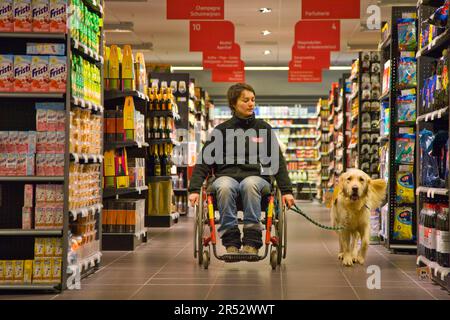 Rollstuhlfahrer und Golden Retriever, behinderter Begleithund, Assistenzhund, Belgien Stockfoto