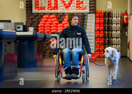 Rollstuhlfahrer und Golden Retriever, behinderter Begleithund, Assistenzhund, Belgien Stockfoto