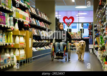 Rollstuhlfahrer und Golden Retriever, behinderter Begleithund, Assistenzhund, Belgien Stockfoto