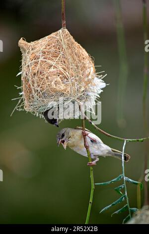 Maskierter Weaver (Ploceus velatus), weiblich und jung, Oudtshoorn, Klein Karoo, Südafrika, Nest Stockfoto