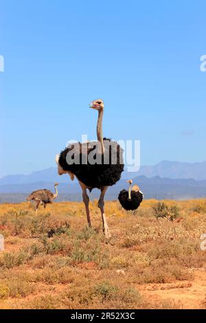 Südafrikanische Strauße (Struthio camelus australis), männlich und weiblich, Oudtshoorn, Klein Karoo, Südafrika, südafrikanischer Strauß Stockfoto