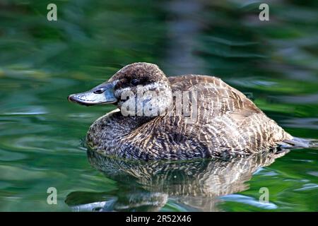 Argentinische Seente, weiblich, argentinischer Blauschimpf (Oxyura vittata), argentinische Ruddy-Ente Stockfoto