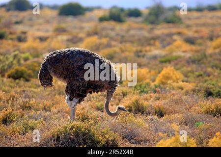 südafrikanischer Strauß (Struthio camelus australis), weiblich, Oudtshoorn, Klein Karoo, Südafrika, L.s Stockfoto