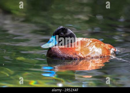 Argentinische Seente, Männlich, argentinischer Blauschimpanse (Oxyura vittata), argentinische Ruddy-Ente Stockfoto