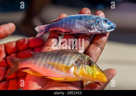 Zwei Süßwasserfische aus der Familie Cichlid, gefangen von einem Fischer in einem Dugout Kanu auf dem Lake Malawi. Weißkopfseeadler werden vom Lake Malawi mit frisch gefangenen Fischen angezogen Stockfoto