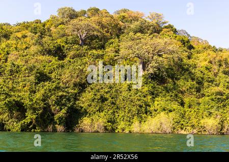 Im unberührten Wald am Ufer des Lake Malawi wachsen auch die mächtigen Baobab-Bäume. Kasankha, Malawi. Steiler Hang mit Baobab-Bäumen am Lake Malawi in der Nähe von Cape Maclear im Lake Malawi National Park Stockfoto