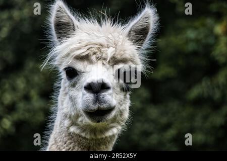 Der junge Alpaka sieht merkwürdig in die Kamera. Stockfoto