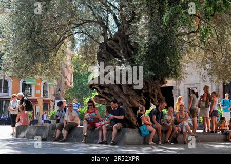 Alter Olivenbaum, Placa de Cort, Palma de Mallorca, Mallorca, Spanien Stockfoto