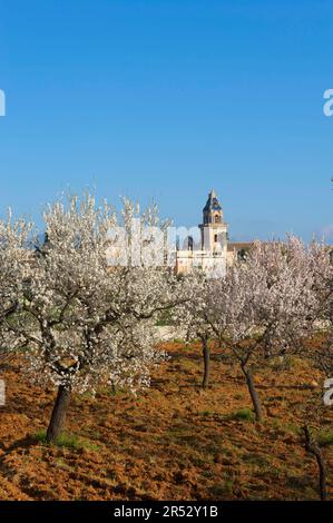 Mandelbäume, Santa Maria del Cami, Mallorca, Balearen, Spanien, Mandelblüten, Mandelbaum Stockfoto