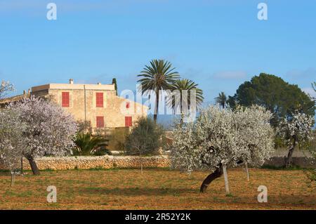 Mandelbäume, Santa Maria del Cami, Mallorca, Balearen, Spanien, Mandelblüten, Mandelbaum Stockfoto