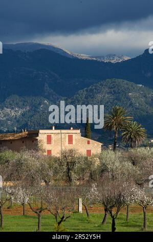 Mandelplantage, Santa Maria del Cami, Tramuntana auf Mallorca, Balearen, Spanien, Mandelblüte, Mandelgarten Stockfoto