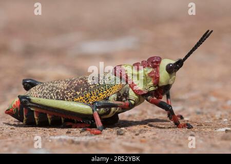 Koppie Foam Grasshopper (Dictyophorus spumans), Umfolozi-Hluhluwe-Nationalpark, Südafrika Stockfoto