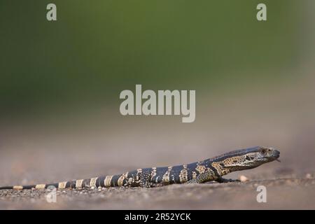 Nilmonitor (Varanus niloticus), Umfolozi-Hluhluwe-Nationalpark, Südafrika Stockfoto