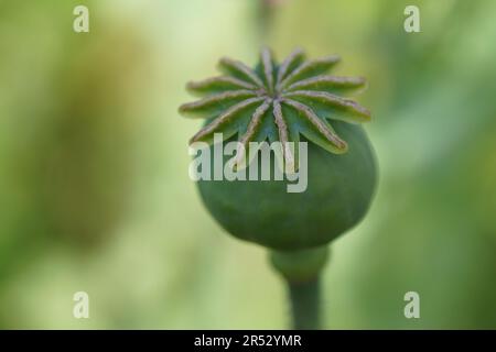 Ein Bild eines rosa Mohnfeldes wird zu Bäckermohn verarbeitet Stockfoto