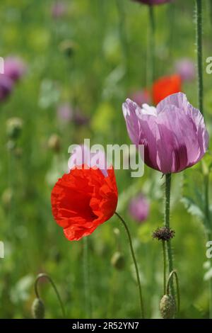 Ein Bild eines rosa Mohnfeldes wird zu Bäckermohn verarbeitet Stockfoto