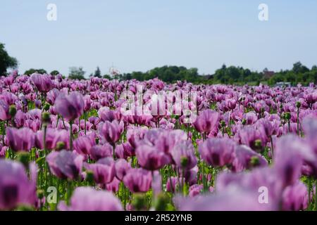 Ein Bild eines rosa Mohnfeldes wird zu Bäckermohn verarbeitet Stockfoto