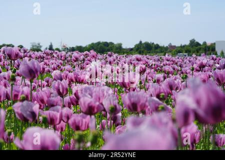 Ein Bild eines rosa Mohnfeldes wird zu Bäckermohn verarbeitet Stockfoto