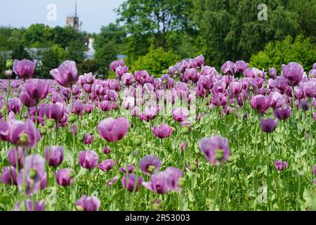 Ein Bild eines rosa Mohnfeldes wird zu Bäckermohn verarbeitet Stockfoto