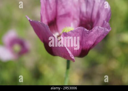 Ein Bild eines rosa Mohnfeldes wird zu Bäckermohn verarbeitet Stockfoto