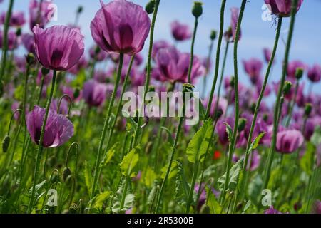 Ein Bild eines rosa Mohnfeldes wird zu Bäckermohn verarbeitet Stockfoto