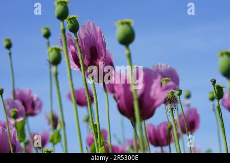 Ein Bild eines rosa Mohnfeldes wird zu Bäckermohn verarbeitet Stockfoto