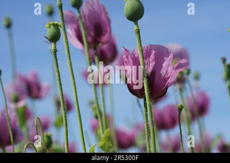 Ein Bild eines rosa Mohnfeldes wird zu Bäckermohn verarbeitet Stockfoto