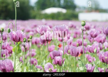 Ein Bild eines rosa Mohnfeldes wird zu Bäckermohn verarbeitet Stockfoto